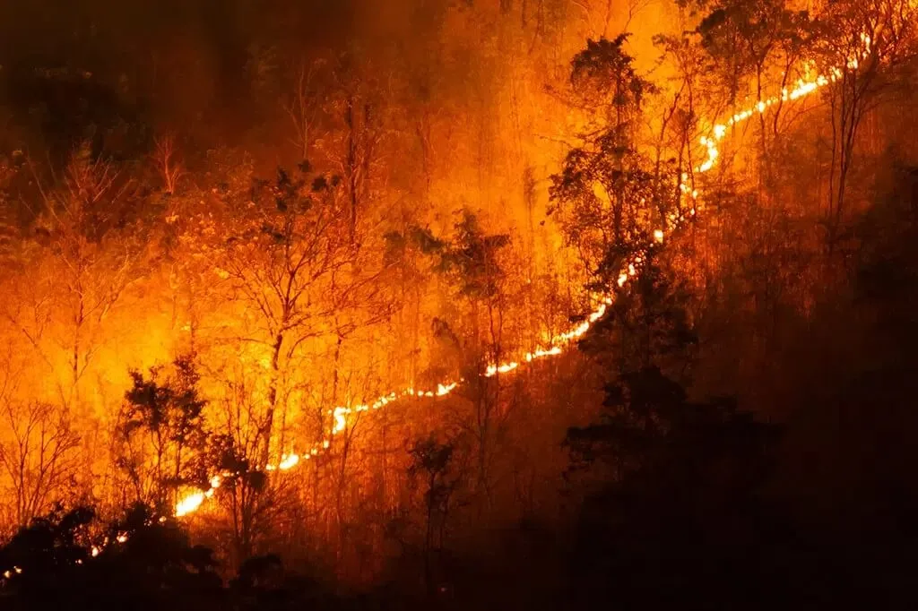 Startup desenvolve IA para detectar incêndios florestais